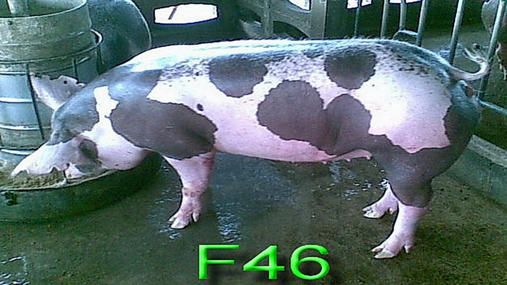 เฟอร์ไลน์ 46 (F 46)